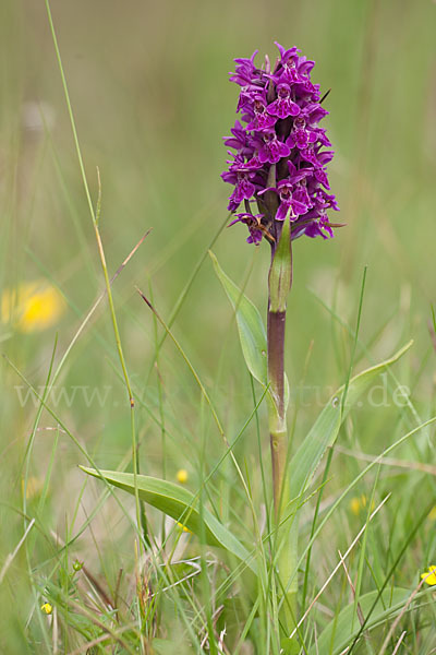 Dactylorhiza purpurella (Purpurrotes Knabenkraut)