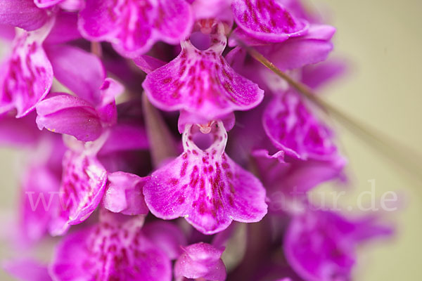 Dactylorhiza purpurella (Purpurrotes Knabenkraut)