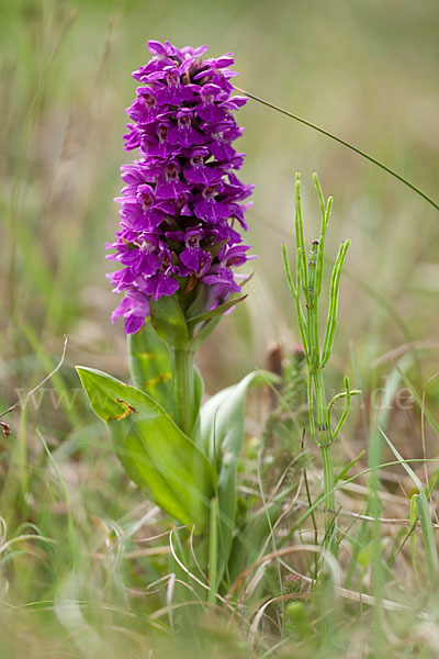 Dactylorhiza purpurella (Purpurrotes Knabenkraut)