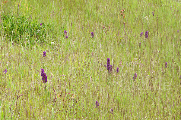 Dactylorhiza purpurella (Purpurrotes Knabenkraut)