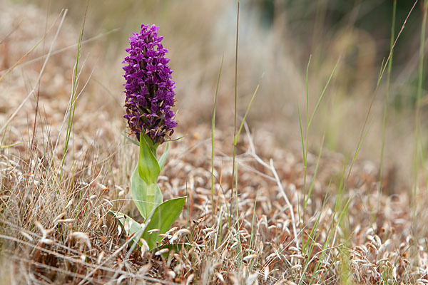 Dactylorhiza purpurella (Purpurrotes Knabenkraut)