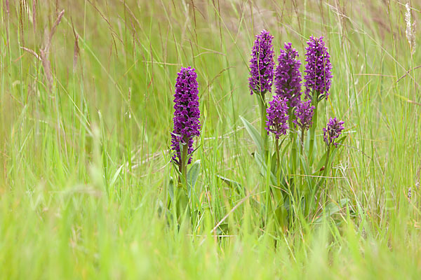 Dactylorhiza purpurella (Purpurrotes Knabenkraut)