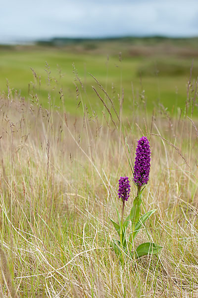 Dactylorhiza purpurella (Purpurrotes Knabenkraut)