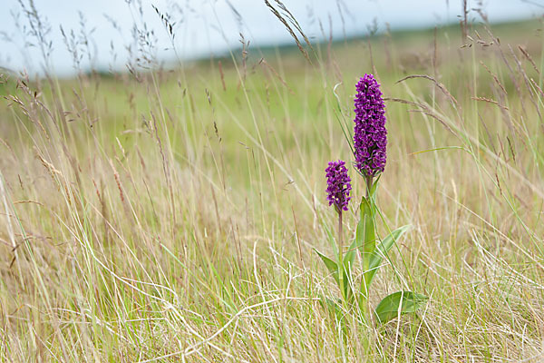 Dactylorhiza purpurella (Purpurrotes Knabenkraut)