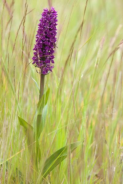 Dactylorhiza purpurella (Purpurrotes Knabenkraut)