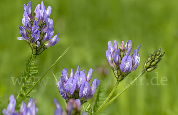 Dänischer Tragant (Astragalus danicus)