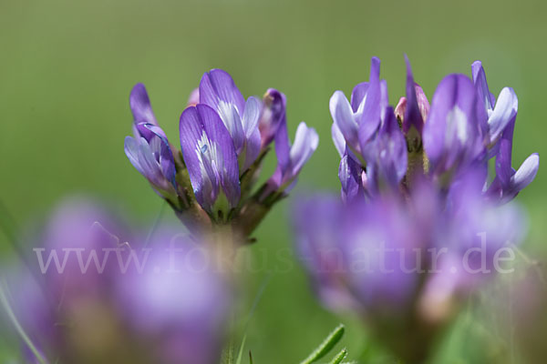 Dänischer Tragant (Astragalus danicus)