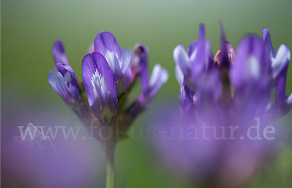 Dänischer Tragant (Astragalus danicus)