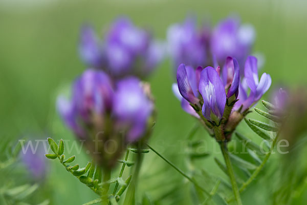 Dänischer Tragant (Astragalus danicus)