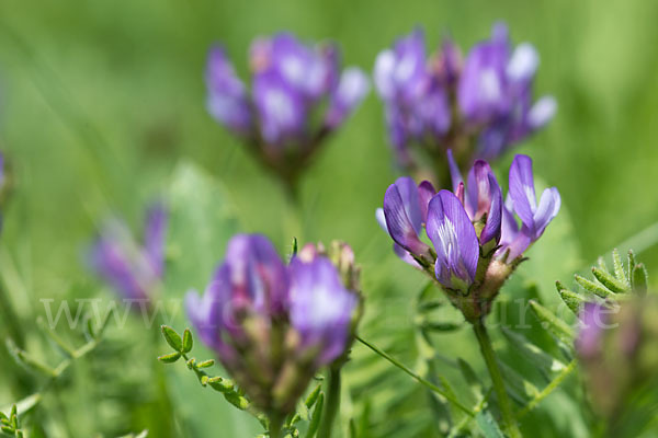 Dänischer Tragant (Astragalus danicus)