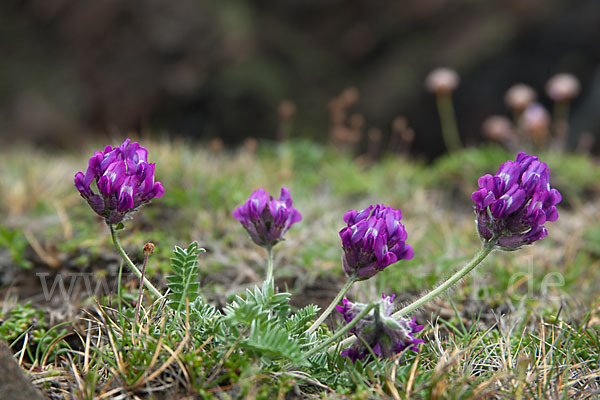 Dänischer Tragant (Astragalus danicus)