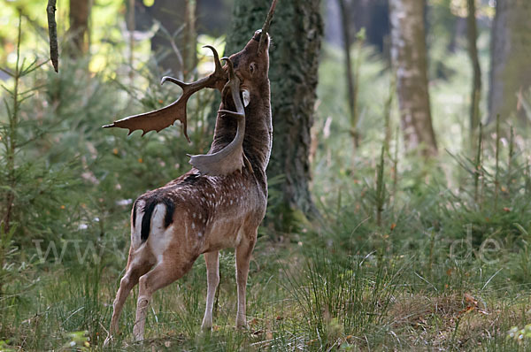 Damwild (Dama dama)