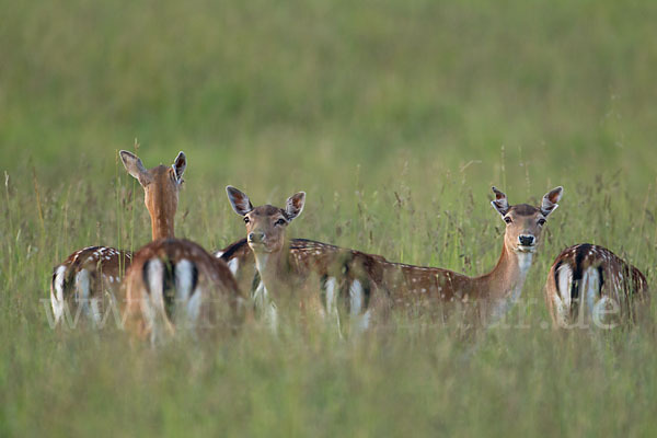 Damwild (Dama dama)