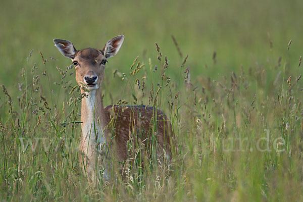 Damwild (Dama dama)