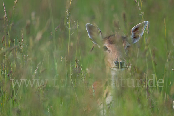 Damwild (Dama dama)