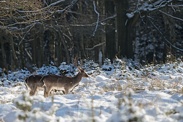 Damwild (Dama dama)