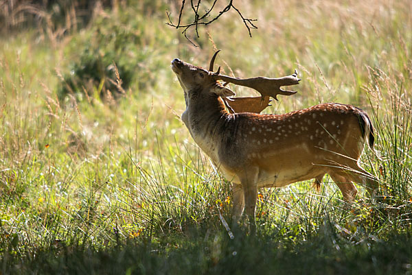 Damwild (Dama dama)