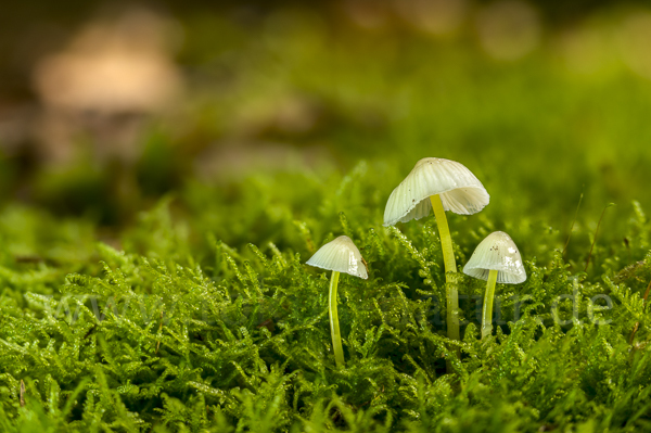 Dehnbarer Helmling (Mycena epipterygia)