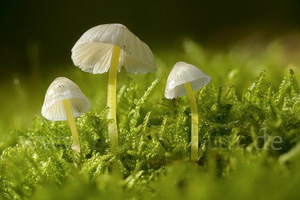 Dehnbarer Helmling (Mycena epipterygia)