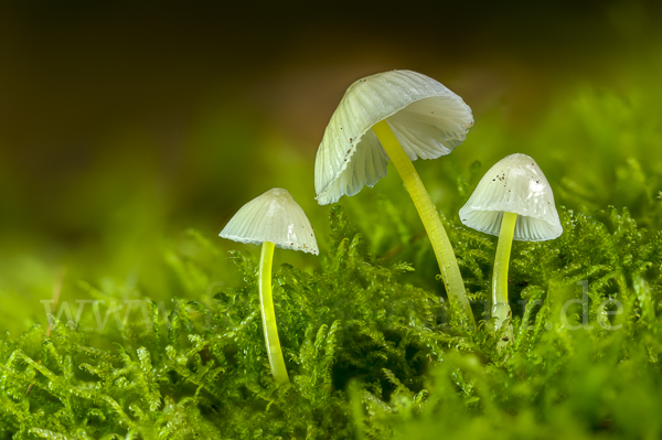 Dehnbarer Helmling (Mycena epipterygia)