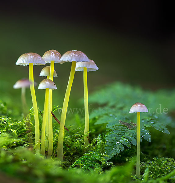 Dehnbarer Helmling (Mycena epipterygia)