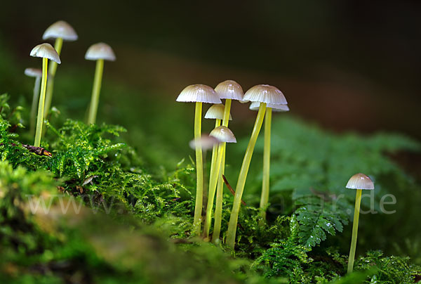 Dehnbarer Helmling (Mycena epipterygia)