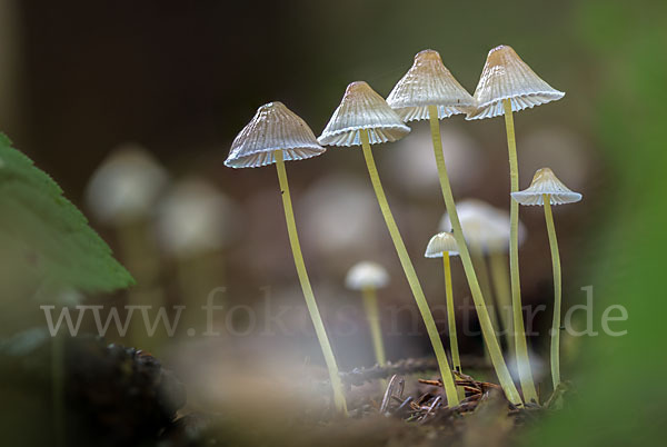 Dehnbarer Helmling (Mycena epipterygia)