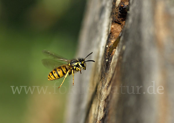 Deutsche Wespe (Vespula  germanica)