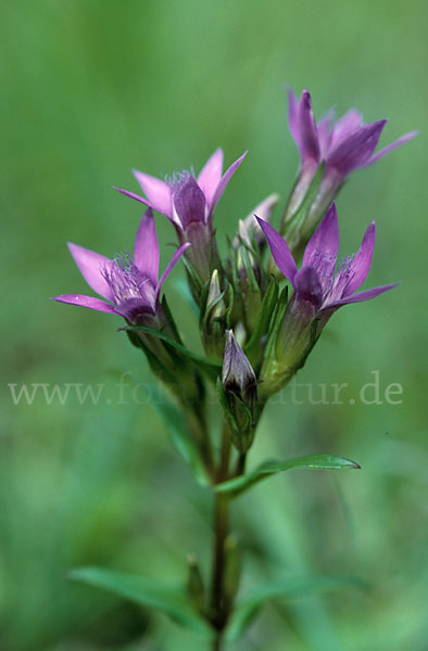 Deutscher Fransenenzian (Gentianella germanica)