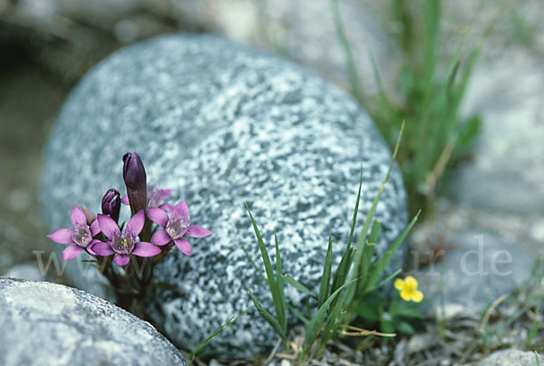 Deutscher Fransenenzian (Gentianella germanica)