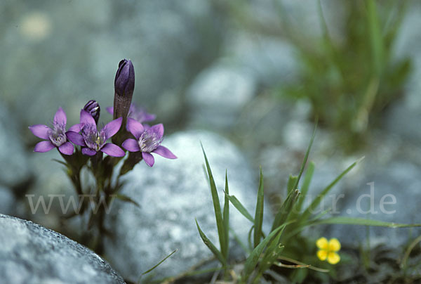 Deutscher Fransenenzian (Gentianella germanica)