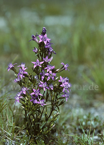 Deutscher Fransenenzian (Gentianella germanica)