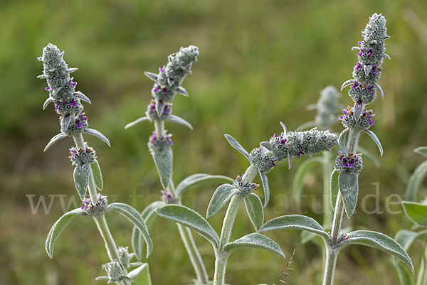 Deutscher Ziest (Stachys germanica)