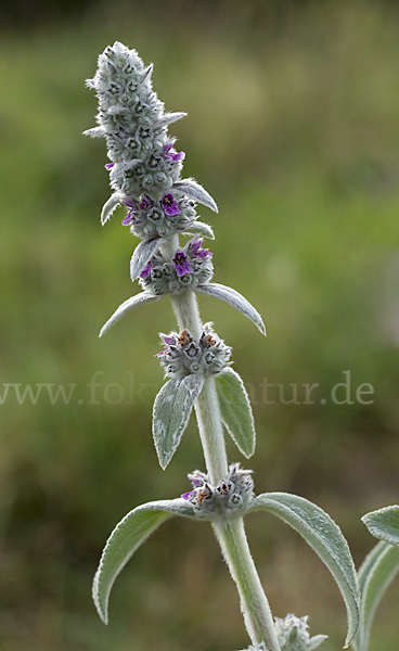 Deutscher Ziest (Stachys germanica)