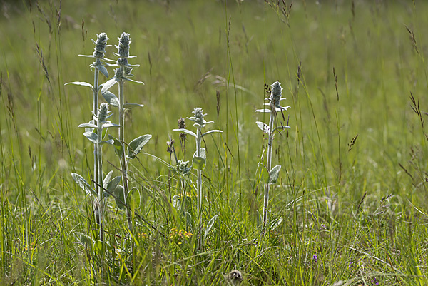 Deutscher Ziest (Stachys germanica)