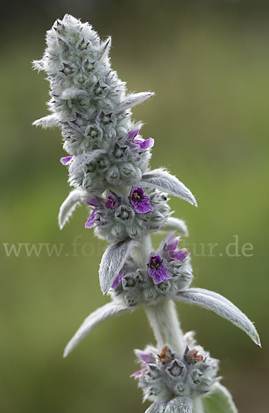 Deutscher Ziest (Stachys germanica)