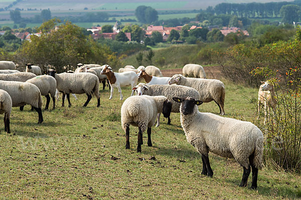 Deutsches Schwarzköpfiges Fleischschaf (Ovis gmelini aries sspec.8)