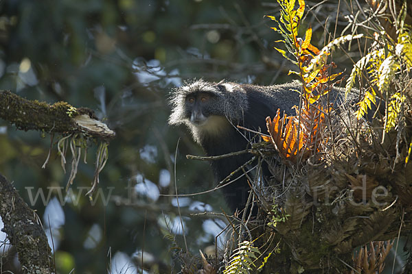 Diademmeerkatze (Cercopithecus mitis)