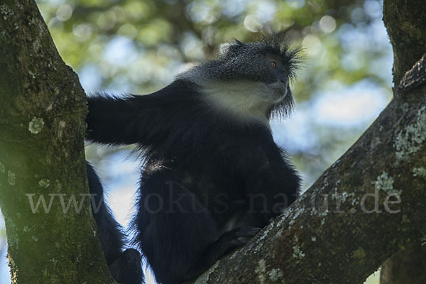 Diademmeerkatze (Cercopithecus mitis)