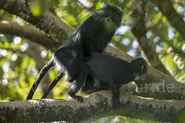 Diademmeerkatze (Cercopithecus mitis)