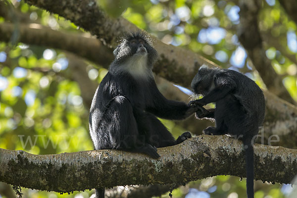 Diademmeerkatze (Cercopithecus mitis)