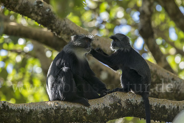 Diademmeerkatze (Cercopithecus mitis)