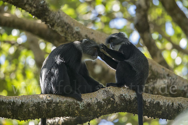 Diademmeerkatze (Cercopithecus mitis)