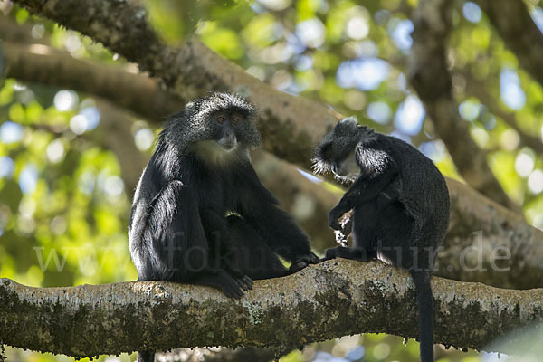 Diademmeerkatze (Cercopithecus mitis)