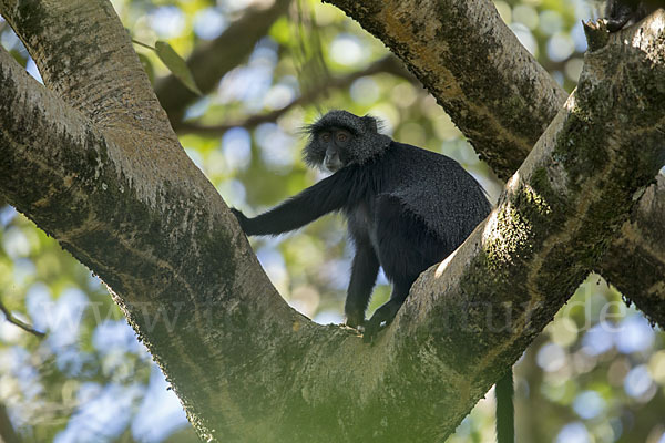 Diademmeerkatze (Cercopithecus mitis)