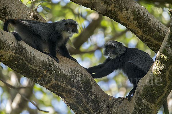 Diademmeerkatze (Cercopithecus mitis)