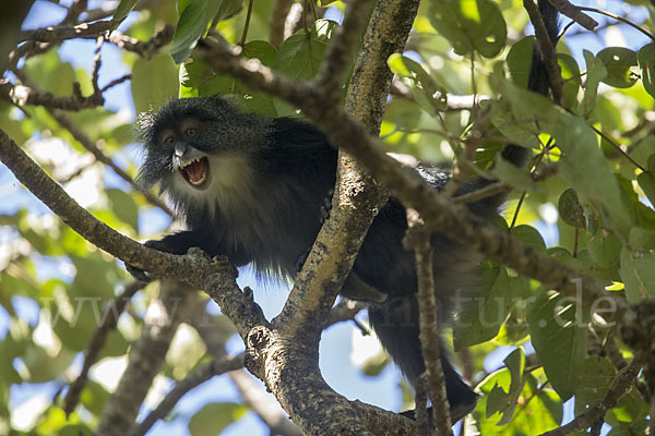 Diademmeerkatze (Cercopithecus mitis)