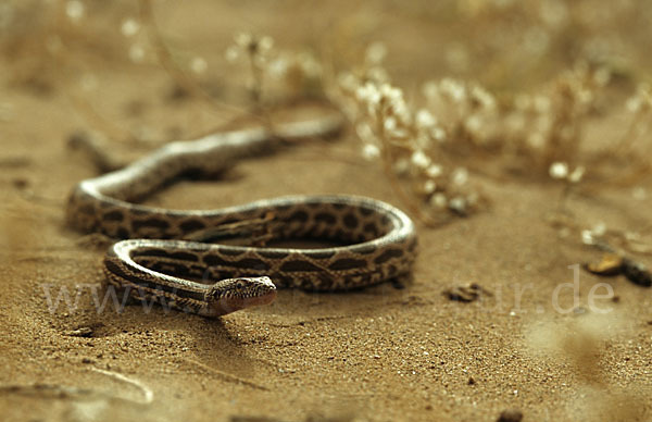 Diademnatter (Spalerosophis diadema)