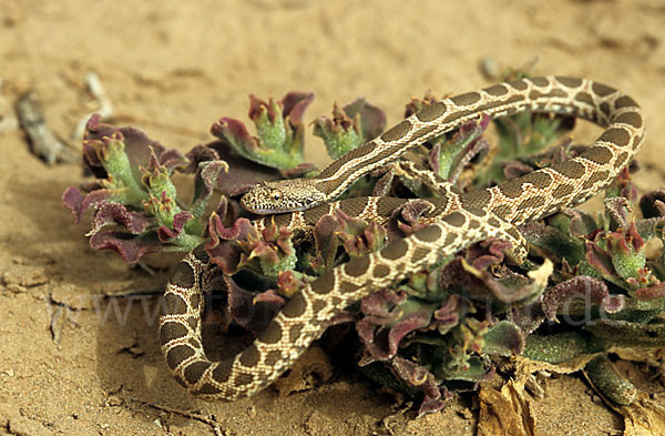 Diademnatter (Spalerosophis diadema)