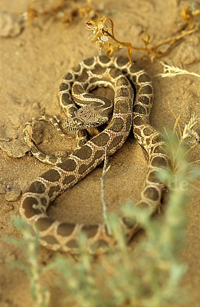 Diademnatter (Spalerosophis diadema)